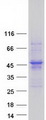 ACTR1A / Centractin Protein - Purified recombinant protein ACTR1A was analyzed by SDS-PAGE gel and Coomassie Blue Staining