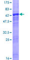 ACTRT2 Protein - 12.5% SDS-PAGE of human ACTRT2 stained with Coomassie Blue