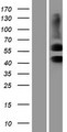 ACVR2 / ACVR2A Protein - Western validation with an anti-DDK antibody * L: Control HEK293 lysate R: Over-expression lysate