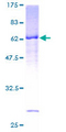 AD037 / RASSF4 Protein - 12.5% SDS-PAGE of human RASSF4 stained with Coomassie Blue
