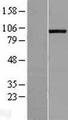 ADAMTS8 Protein - Western validation with an anti-DDK antibody * L: Control HEK293 lysate R: Over-expression lysate
