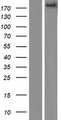 ADAMTS9 Protein - Western validation with an anti-DDK antibody * L: Control HEK293 lysate R: Over-expression lysate