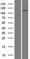 ADAMTSL4 Protein - Western validation with an anti-DDK antibody * L: Control HEK293 lysate R: Over-expression lysate