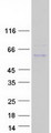 ADAMTSL5 Protein - Purified recombinant protein ADAMTSL5 was analyzed by SDS-PAGE gel and Coomassie Blue Staining