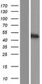 ADAP2 / CENTA2 Protein - Western validation with an anti-DDK antibody * L: Control HEK293 lysate R: Over-expression lysate