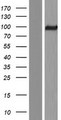 ADGRF3 / GPR113 Protein - Western validation with an anti-DDK antibody * L: Control HEK293 lysate R: Over-expression lysate