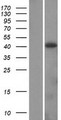 ADH4 Protein - Western validation with an anti-DDK antibody * L: Control HEK293 lysate R: Over-expression lysate