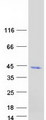 ADH6 Protein - Purified recombinant protein ADH6 was analyzed by SDS-PAGE gel and Coomassie Blue Staining