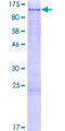 AFAP1 / AFAP Protein - 12.5% SDS-PAGE of human AFAP1 stained with Coomassie Blue