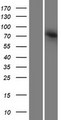 AGAP6 Protein - Western validation with an anti-DDK antibody * L: Control HEK293 lysate R: Over-expression lysate