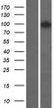 AGBL5 Protein - Western validation with an anti-DDK antibody * L: Control HEK293 lysate R: Over-expression lysate