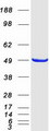 AGFG2 Protein - Purified recombinant protein AGFG2 was analyzed by SDS-PAGE gel and Coomassie Blue Staining