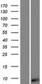 AKAIN1 Protein - Western validation with an anti-DDK antibody * L: Control HEK293 lysate R: Over-expression lysate