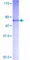 AKAP17A / 721P Protein - 12.5% SDS-PAGE of human SFRS17A stained with Coomassie Blue