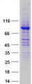 ALDH16A1 Protein - Purified recombinant protein ALDH16A1 was analyzed by SDS-PAGE gel and Coomassie Blue Staining