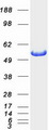 ALDH7A1 Protein - Purified recombinant protein ALDH7A1 was analyzed by SDS-PAGE gel and Coomassie Blue Staining