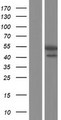 ALDH8A1 Protein - Western validation with an anti-DDK antibody * L: Control HEK293 lysate R: Over-expression lysate