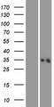 ALG1L2 Protein - Western validation with an anti-DDK antibody * L: Control HEK293 lysate R: Over-expression lysate