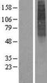 ALG3 / NOT Protein - Western validation with an anti-DDK antibody * L: Control HEK293 lysate R: Over-expression lysate