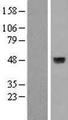 Alpha4GnT / A4GNT Protein - Western validation with an anti-DDK antibody * L: Control HEK293 lysate R: Over-expression lysate