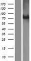 ALS2CR11 Protein - Western validation with an anti-DDK antibody * L: Control HEK293 lysate R: Over-expression lysate