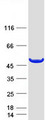 AMDHD1 Protein - Purified recombinant protein AMDHD1 was analyzed by SDS-PAGE gel and Coomassie Blue Staining