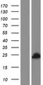 AMELY Protein - Western validation with an anti-DDK antibody * L: Control HEK293 lysate R: Over-expression lysate