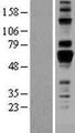 AMIGO Protein - Western validation with an anti-DDK antibody * L: Control HEK293 lysate R: Over-expression lysate
