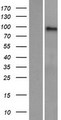AMPD3 Protein - Western validation with an anti-DDK antibody * L: Control HEK293 lysate R: Over-expression lysate