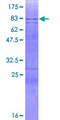 AMY2B Protein - 12.5% SDS-PAGE of human AMY2B stained with Coomassie Blue