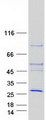 ANAPC10 / APC10 Protein - Purified recombinant protein ANAPC10 was analyzed by SDS-PAGE gel and Coomassie Blue Staining