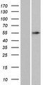 ANKDD1A Protein - Western validation with an anti-DDK antibody * L: Control HEK293 lysate R: Over-expression lysate