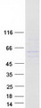 ANKDD1A Protein - Purified recombinant protein ANKDD1A was analyzed by SDS-PAGE gel and Coomassie Blue Staining