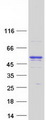 ANKFY1 Protein - Purified recombinant protein ANKFY1 was analyzed by SDS-PAGE gel and Coomassie Blue Staining