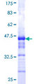 ANKRA2 / ANKRA Protein - 12.5% SDS-PAGE Stained with Coomassie Blue.
