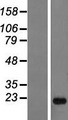 ANKRD22 Protein - Western validation with an anti-DDK antibody * L: Control HEK293 lysate R: Over-expression lysate