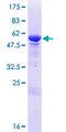 ANKRD45 Protein - 12.5% SDS-PAGE of human ANKRD45 stained with Coomassie Blue