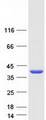 ANKRD45 Protein - Purified recombinant protein ANKRD45 was analyzed by SDS-PAGE gel and Coomassie Blue Staining