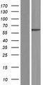 ANKRD53 Protein - Western validation with an anti-DDK antibody * L: Control HEK293 lysate R: Over-expression lysate