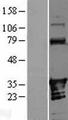 ANKRD54 / LIAR Protein - Western validation with an anti-DDK antibody * L: Control HEK293 lysate R: Over-expression lysate