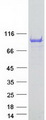 ANKS3 Protein - Purified recombinant protein ANKS3 was analyzed by SDS-PAGE gel and Coomassie Blue Staining