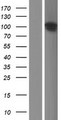 ANKS6 Protein - Western validation with an anti-DDK antibody * L: Control HEK293 lysate R: Over-expression lysate