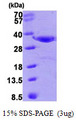 ANXA4 / Annexin IV Protein