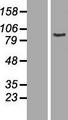 AOC2 / SSAO Protein - Western validation with an anti-DDK antibody * L: Control HEK293 lysate R: Over-expression lysate