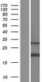 AP1S2 Protein - Western validation with an anti-DDK antibody * L: Control HEK293 lysate R: Over-expression lysate