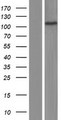 AP2A1 / AP2-Alpha Protein - Western validation with an anti-DDK antibody * L: Control HEK293 lysate R: Over-expression lysate