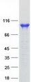 AP2B1 Protein - Purified recombinant protein AP2B1 was analyzed by SDS-PAGE gel and Coomassie Blue Staining