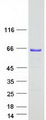 APEX2 Protein - Purified recombinant protein APEX2 was analyzed by SDS-PAGE gel and Coomassie Blue Staining