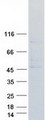 APLNR/ Apelin Receptor / APJ Protein - Purified recombinant protein APLNR was analyzed by SDS-PAGE gel and Coomassie Blue Staining