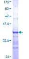 Apoptosis related protein (APR-2) Protein - 12.5% SDS-PAGE Stained with Coomassie Blue